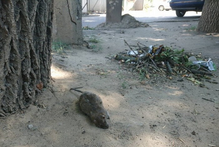 Около рынка «Колос» в Николаеве, недалеко от роддома, валяются трупы огромных крыс | Корабелов.ИНФО