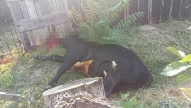 Бешеный бык напал на жителей Николаевской области – двое пострадавших оказались в больнице | Корабелов.ИНФО