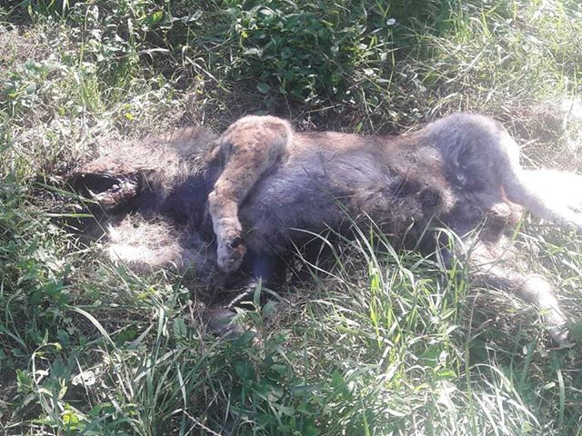 разлагающийся труп собаки 