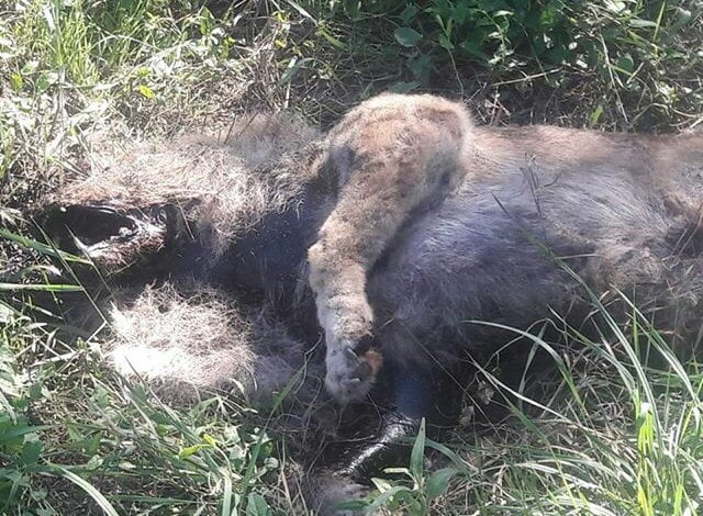 "Труп разлагается на глазах, а рядом - дети", - жители Корабельного так и не дождались вывоза мертвой бездомной собаки (18+) | Корабелов.ИНФО image 5