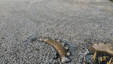 «Кошмар просто!», - рыбаки показали последствия массового мора рыбы в селе Лиманы (ВИДЕО) | Корабелов.ИНФО