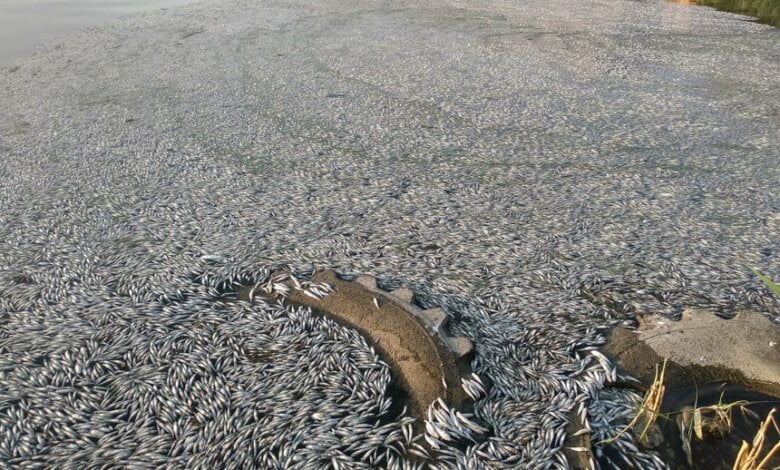 «Кошмар просто!», - рыбаки показали последствия массового мора рыбы в селе Лиманы (ВИДЕО) | Корабелов.ИНФО