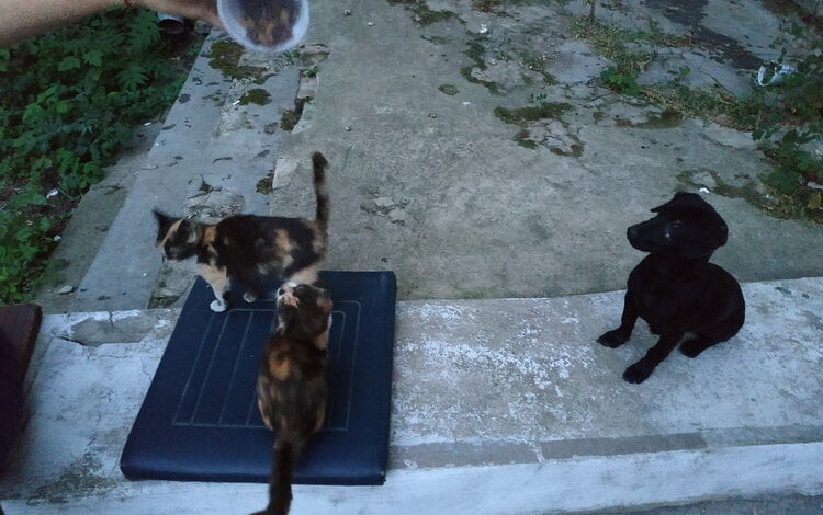 "Имейте совесть, пожалуйста". На территорию больницы в Корабельном районе подкинули собаку | Корабелов.ИНФО image 1