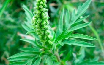 "Ефективних ліків поки що не існує", - зав. терапевтичним відділенням лікарні у Корабельному - про небезпечність амброзії | Корабелов.ИНФО