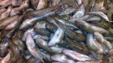 "Ждем результатов лабораторного анализа", - в акватории Южного Буга в Николаеве выявили факт массовой гибели рыбы | Корабелов.ИНФО