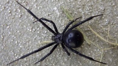 "Каракурт укусил ночью сотрудницу фирмы-перевозчика в Николаеве прямо на рабочем месте" - врачам удалось спасти женщину | Корабелов.ИНФО