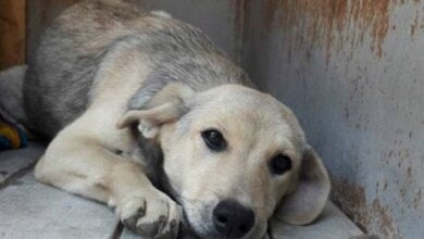 В Центре защиты животных заявили о возобновлении отлова собак в Николаеве | Корабелов.ИНФО image 1