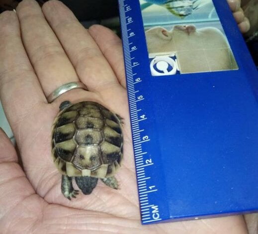 В Николаевском зоопарке вылупился балканский черепашонок | Корабелов.ИНФО image 1