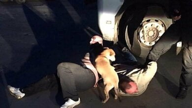 Патрульные в Николаеве задержали двух дебоширов, напавших на работника СТО | Корабелов.ИНФО