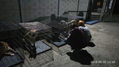 «Произошло знаменательное событие»: всех собак с николаевского «Центра защиты животных» забрали волонтеры | Корабелов.ИНФО