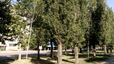 Викинуті на вітер гроші у сквері «Святого Миколая» | Корабелов.ИНФО image 4