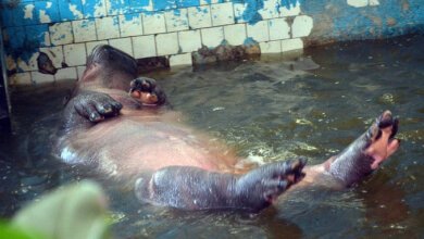 Появилось видео, как "бегемотиха в николаевском зоопарке использует мужа как трамплин" | Корабелов.ИНФО