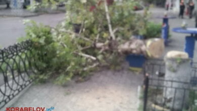 "Мешают". Но кому? В центре Корабельного района пилят здоровые деревья (ФОТО) | Корабелов.ИНФО image 4