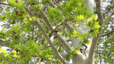 «Кронування Сенкєвіча», як дії маоістів під час «Великого стрибка»? | Корабелов.ИНФО