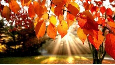 До +20º и солнечно: прогноз погоды в Николаеве на вторник | Корабелов.ИНФО