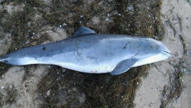 В селе Лиманы на берегу реки обнаружили мертвого дельфина | Корабелов.ИНФО