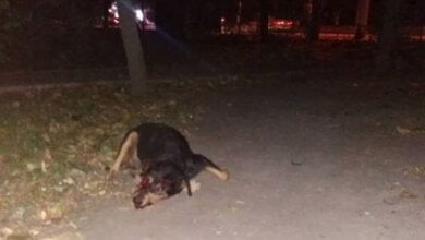 "Ни один водитель не остановился, чтобы помочь животным": за день в Корабельном районе под колеса попали 2 собаки (18+) | Корабелов.ИНФО image 9