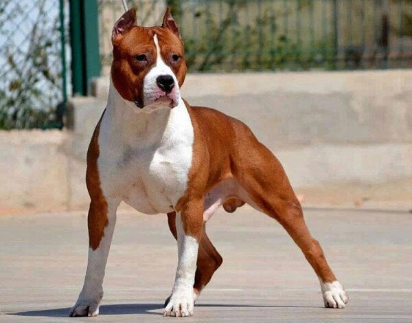 "Страшно выходить во двор": в Корабельном люди гуляют со своей агрессивной собакой, бросающейся на прохожих, без намордника | Корабелов.ИНФО