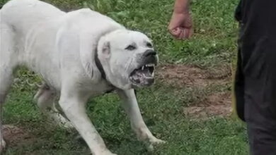 Стреляли в собаку, защищаясь: пьяный дебошир в Корабельном районе натравил на патрульных своего алабая | Корабелов.ИНФО image 2