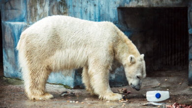 С подарками и детским вниманием николаевский белый медведь Нанук отпраздновал свое шестилетие | Корабелов.ИНФО image 1