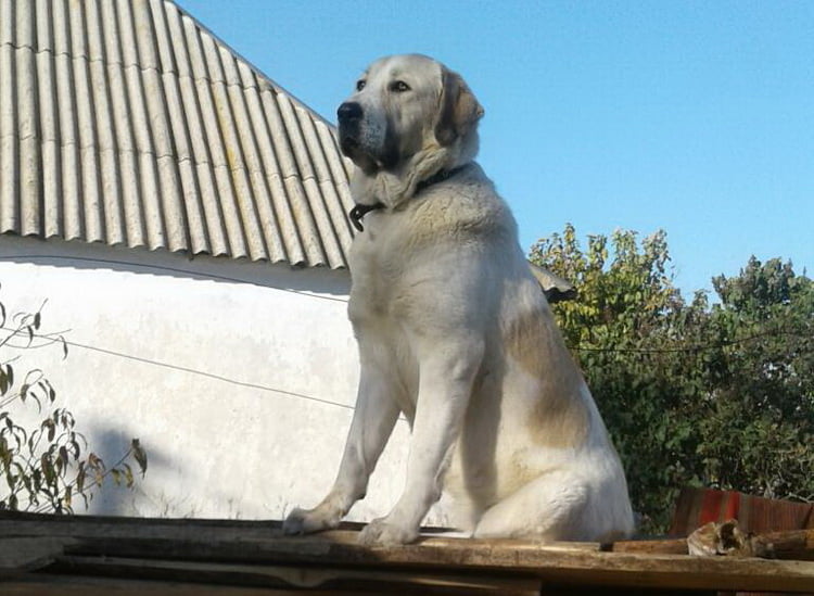 турецкий кангал-карабаш