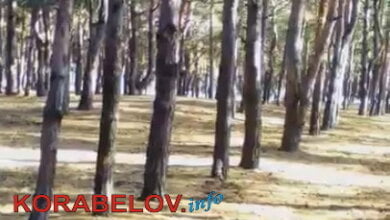 Возле пляжа в Корабельном районе можно встретить белку (ВИДЕО) | Корабелов.ИНФО
