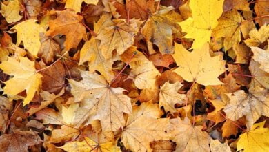 "Не сжигайте!" - николаевцам сообщили, куда можно обращаться по поводу вывоза опавшей листвы | Корабелов.ИНФО image 3