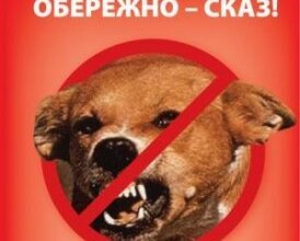 С применением авиатранспорта и с помощью приманок животным в Николаевской области сделают прививки от бешенства | Корабелов.ИНФО