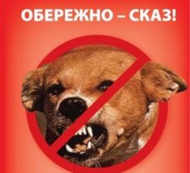 С применением авиатранспорта и с помощью приманок животным в Николаевской области сделают прививки от бешенства | Корабелов.ИНФО