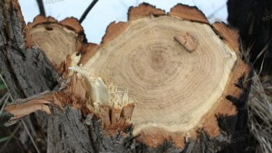 "Уже вырезали почти половину лесопосадки", – на Витовщине браконьеры вырубают здоровые деревья | Корабелов.ИНФО image 7