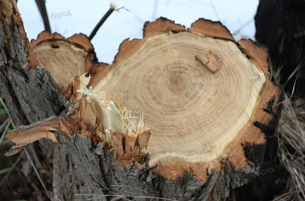 "Уже вырезали почти половину лесопосадки", – на Витовщине браконьеры вырубают здоровые деревья | Корабелов.ИНФО image 7