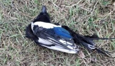 Сорока, устроившая замыкание, оставила без света почти половину Николаева | Корабелов.ИНФО image 2