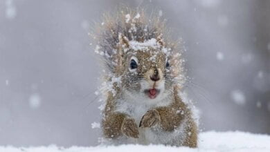 Завтра в Николаеве синоптики обещают до +2˚ и небольшой мокрый снег | Корабелов.ИНФО