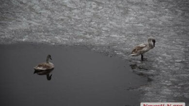 В Николаеве на реке поселилась пара лебедей (видео) | Корабелов.ИНФО