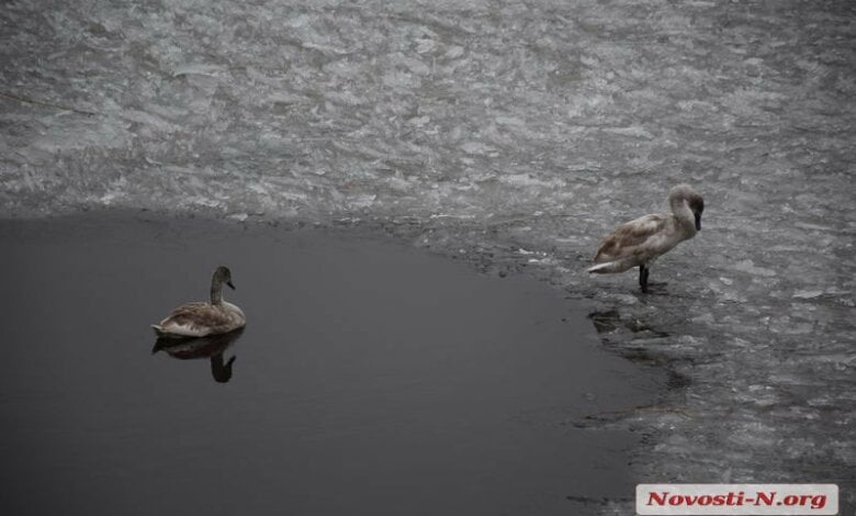 В Николаеве на реке поселилась пара лебедей (видео) | Корабелов.ИНФО