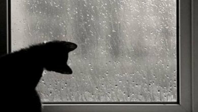 Завтра в Николаеве синоптики обещают +5˚ и дождь | Корабелов.ИНФО