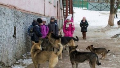 В Николаеве собака напала на 10-летнего ребенка — директор КП обвинил депутатов | Корабелов.ИНФО