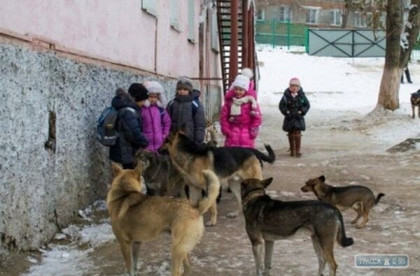 В Николаеве собака напала на 10-летнего ребенка — директор КП обвинил депутатов | Корабелов.ИНФО