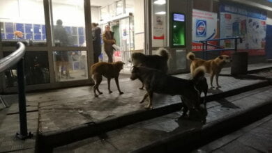 А как же люди? Свора бродячих собак оккупировала вход в супермаркет в Корабельном районе | Корабелов.ИНФО image 2