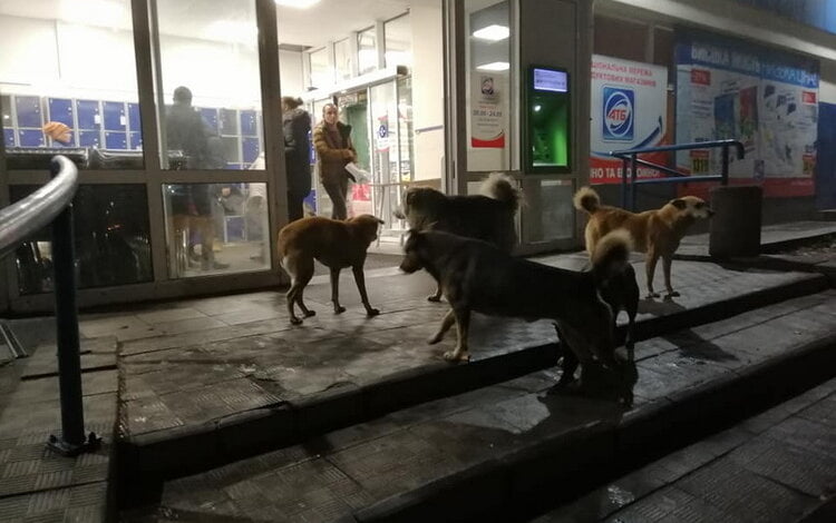 А как же люди? Свора бродячих собак оккупировала вход в супермаркет в Корабельном районе | Корабелов.ИНФО image 2