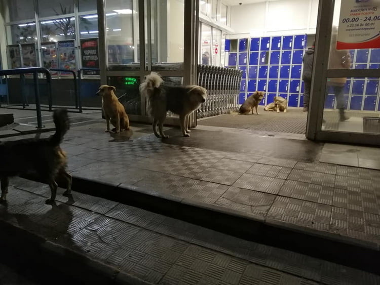 собаки у входа в "АТБ" в Корабельном районе