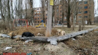 Николаев - город для собак? На оголенной теплотрассе в Корабельном районе греются бездомные животные. За счет жителей | Корабелов.ИНФО image 1
