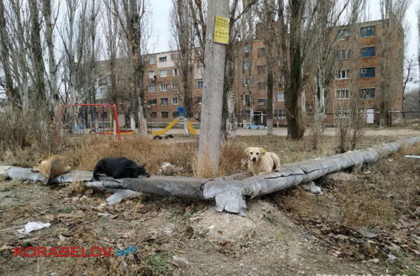 Проект бездомные собаки в городе