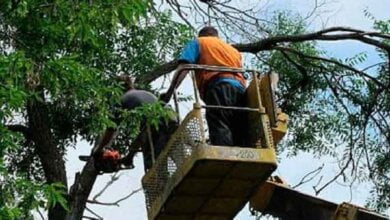 На уход за зелеными насаждениями в Корабельном районе в 2019 году планируют потратить 3,1 млн грн | Корабелов.ИНФО