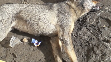 "Могла облаять, за ноги хватануть"... В Корабельном районе снова массово травят бродячих собак | Корабелов.ИНФО