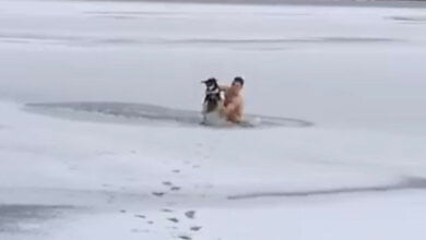 В Николаеве морпех нырнул в прорубь, чтобы спасти тонущего пса (Видео) | Корабелов.ИНФО