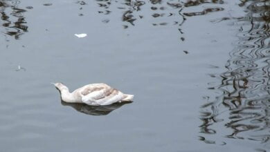 «Не нужны этому городу ни лебеди, ни деревья»... Умер один из лебедей, поселившихся на реке в Николаеве | Корабелов.ИНФО