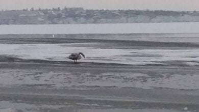 В Николаеве один за другим гибнут лебеди | Корабелов.ИНФО