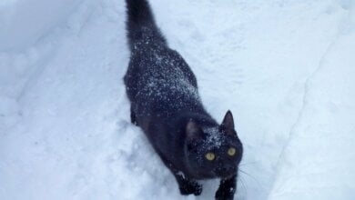 Мороз до -10º и гололед: прогноз погоды в Николаеве на вторник | Корабелов.ИНФО