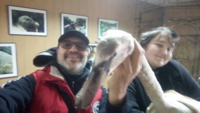 Николаевцы поймали лебедя на реке и, чтобы не дать ему замерзнуть, отвезли в зоопарк | Корабелов.ИНФО image 1